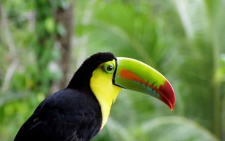 Tucan
