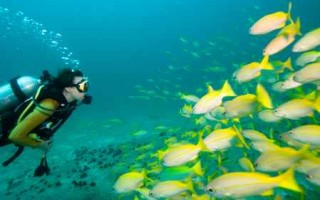 buceo